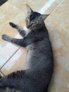 grayish black male cat lying on a yellow floor