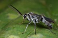 A grayish black spider wasp Royalty Free Stock Photo