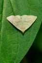 Grayish Fan-Foot Moth - Zanclognatha pedipilalis