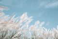 Grayish grass flower is blown by the wind on blue sky background Royalty Free Stock Photo