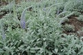 Grayish green leaves, closed buds and flowers of Veronica incana Royalty Free Stock Photo