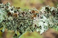 Grayish-green lichens. Royalty Free Stock Photo