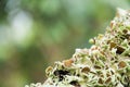 Grayish-green lichens. Royalty Free Stock Photo