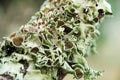 Grayish-green lichens. Royalty Free Stock Photo