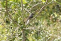 Grayish saltator bird, Pantanal Wetlands, Mato Grosso, Brazil