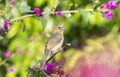 Grayish Saltator Saltator coerulescens Perched on a Branch with Dense Colorful Vegeation in the Background in Jalisco, Mexico Royalty Free Stock Photo