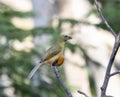 Grayish Saltator Saltator coerulescens Perched on a Branch at a Feeding Station in Jalisco, Mexico Royalty Free Stock Photo