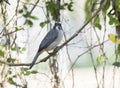 Grayish Saltator Saltator coerulescens Perched in a Tree in M Royalty Free Stock Photo