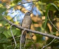 Grayish Saltator Saltator coerulescens Perched in a Tree in Mexico Royalty Free Stock Photo