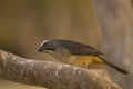 Grayish Saltator on Thick Branch Royalty Free Stock Photo