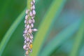 grayish white aphides Royalty Free Stock Photo