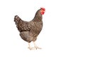 Grayish-white chicken over white Royalty Free Stock Photo