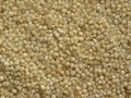 Indian barnyard millet Royalty Free Stock Photo