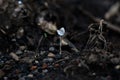 Grayish white mushroom plants grow hitched