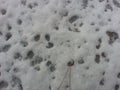 Grayish white snow on floor with colored dots
