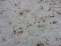 Grayish white snow on floor with colored dots