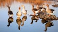 Graylag geese resting on a pebbled bank