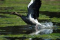 Graylag goose Royalty Free Stock Photo