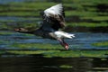 Graylag Goose Royalty Free Stock Photo