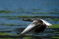 Graylag Goose Royalty Free Stock Photo