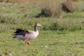 Graylag goose (Anser anser Royalty Free Stock Photo