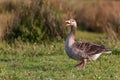 Graylag goose (Anser anser Royalty Free Stock Photo