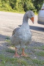 Graylag goose facing camera