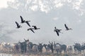 Graylag Goose flying over a herd of Cattle