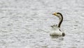 Graylag Goose Royalty Free Stock Photo