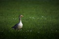 Graylag goose on green field Royalty Free Stock Photo