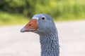 Graylag goose head close up Royalty Free Stock Photo