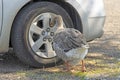 Graylag goose inspecting car