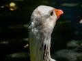 Graylag goose in portrait. Western Springs Pond, auckland, New Zeland