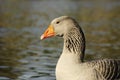 The Graylag goose swimming in a pond