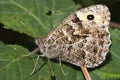 Grayling Butterfly (Hipparchia semele) Royalty Free Stock Photo