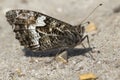 Grayling Butterfly Hipparchia semele