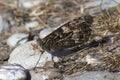 Grayling Butterfly Hipparchia semele Royalty Free Stock Photo