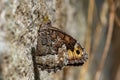 Grayling butterfly - Hipparchia semele Royalty Free Stock Photo