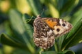 Grayling butterfly - Hipparchia semele Royalty Free Stock Photo