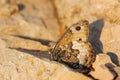 Grayling butterfly - Hipparchia semele Royalty Free Stock Photo