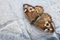 Grayling butterfly - Hipparchia semele Royalty Free Stock Photo