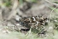 Grayling butterfly, Hipparchia semele Royalty Free Stock Photo