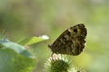 Grayling butterfly in nature, brown orange and black