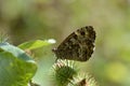 Grayling butterfly in nature, brown orange and black