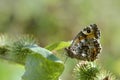 Grayling butterfly in nature, brown orange and black