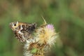 Grayling butterfly on thrustle