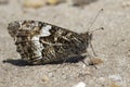 Grayling Butterfly (Hipparchia semele) Royalty Free Stock Photo