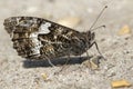 Grayling Butterfly (Hipparchia semele) Royalty Free Stock Photo