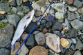 Grayling caught fly fishing tackle. Angler releasing an arctic grayling. Grayling fish caught on the spinner by fisherman. Norther Royalty Free Stock Photo