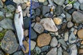 Grayling caught fly fishing tackle. Angler releasing an arctic grayling. Grayling fish caught on the spinner by fisherman. Norther